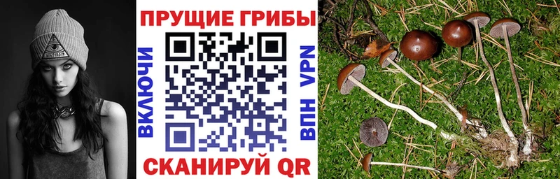 Псилоцибиновые грибы GOLDEN TEACHER  OMG маркетплейс  Гвардейск 